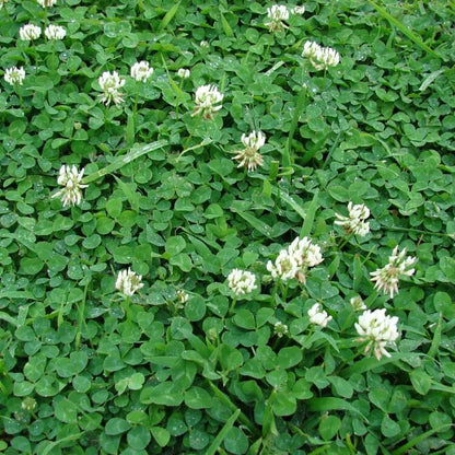 Ladino Clover Seeds