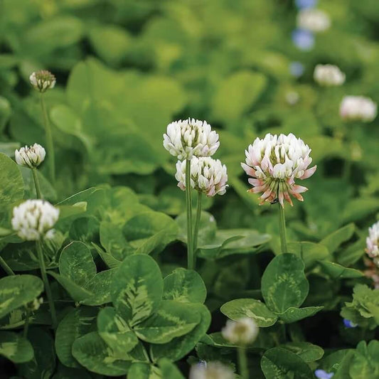 Ladino Clover Seeds