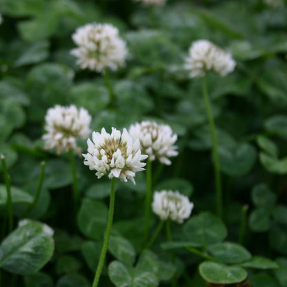 Ladino Clover Seeds - Herbal Plant