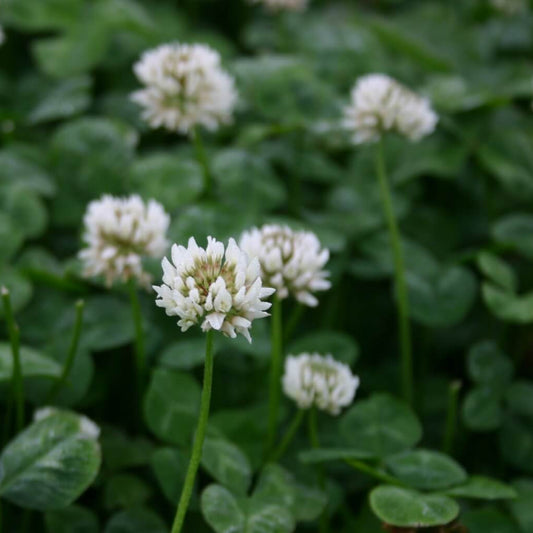 Ladino Clover Seeds - Herbal Plant