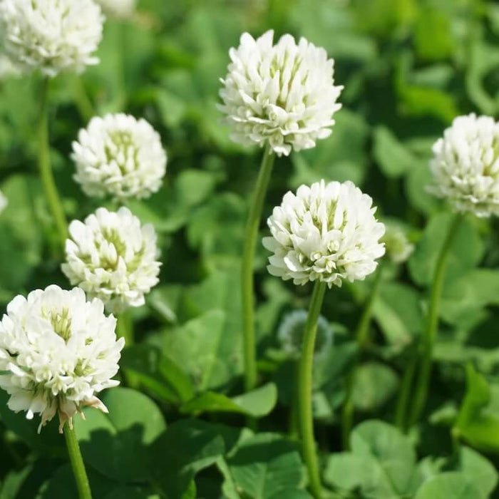 Ladino Clover Seeds - Herbal Plant