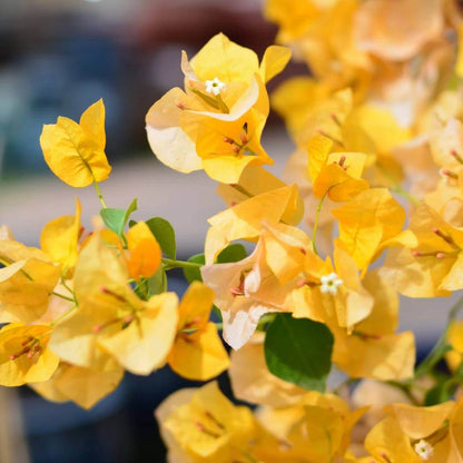 Lady Baring Bougainvillea Seeds - Tropical Flower Plant for Home Gardens