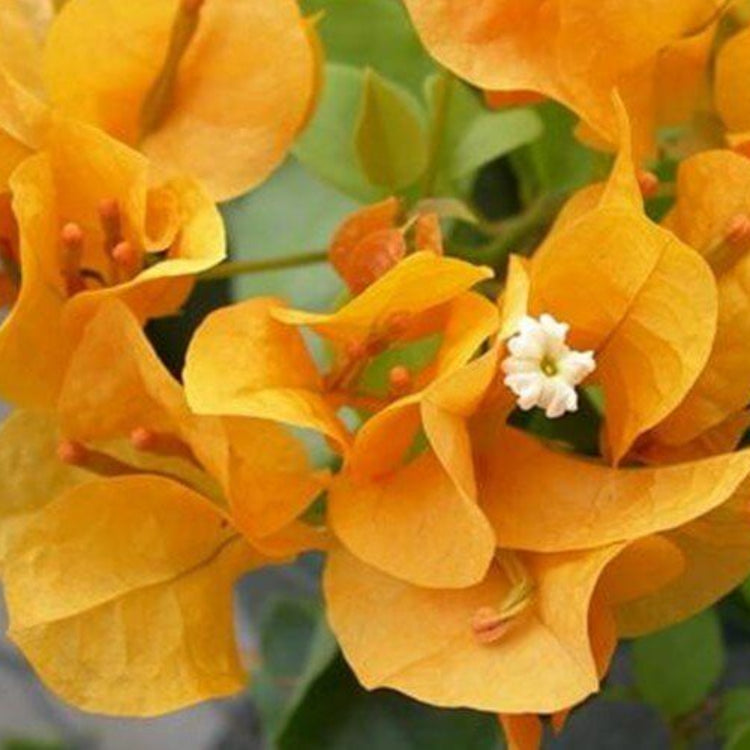 Lady Baring Bougainvillea Seeds - Tropical Flower Plant for Home Gardens