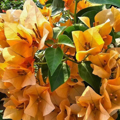 Lady Baring Bougainvillea Seeds - Tropical Flower Plant for Home Gardens
