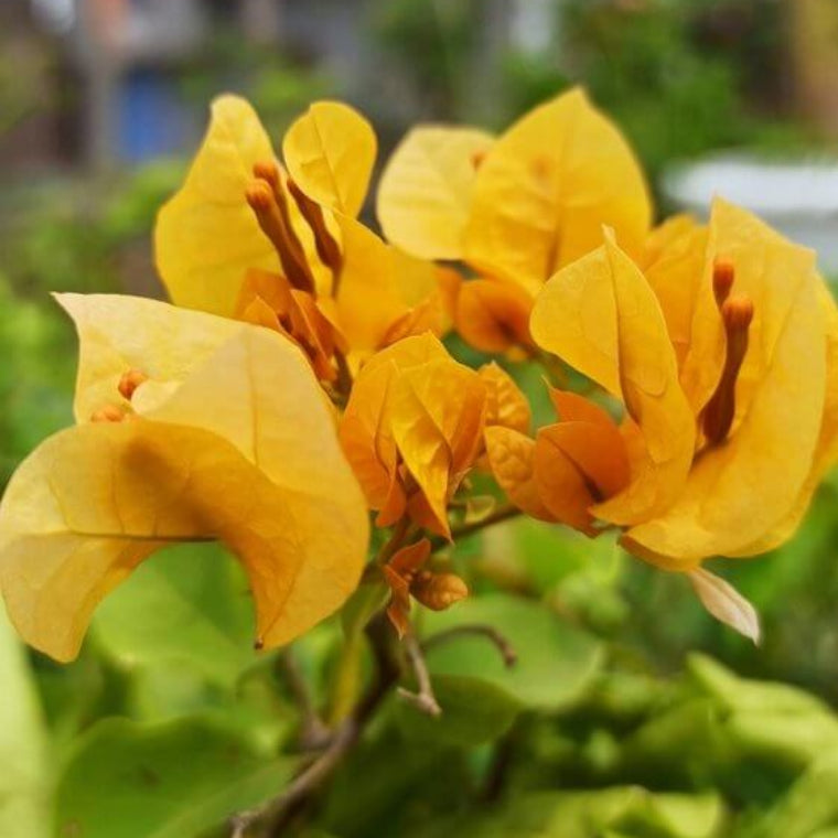 Lady Baring Bougainvillea Seeds - Tropical Flower Plant for Home Gardens