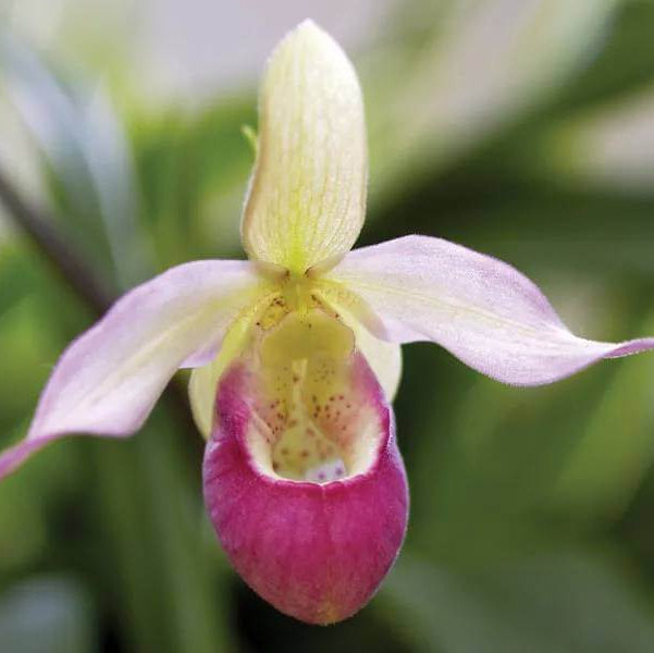 Lady Slipper Flower Seeds - Heirloom Flower Plant for Home Gardens