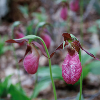 Lady Slipper Flower Seeds - Heirloom Flower Plant for Home Gardens
