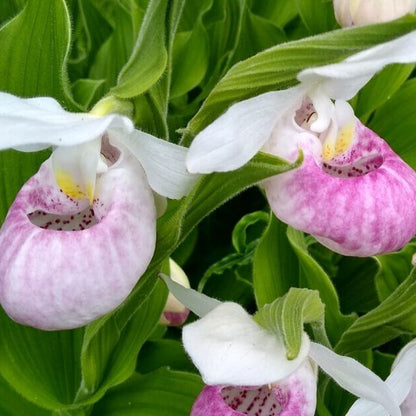 Lady Slipper Flower Seeds - Heirloom Flower Plant for Home Gardens