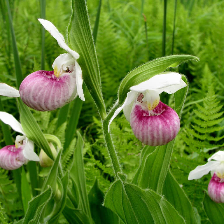 Lady Slipper Flower Seeds - Heirloom Flower Plant for Home Gardens