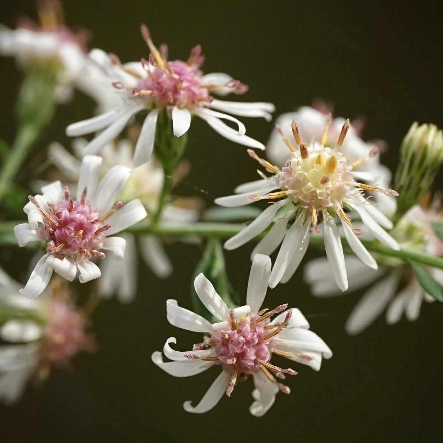 Lady in Black Calico Aster Seeds