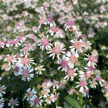 Lady in Black Calico Aster Seeds