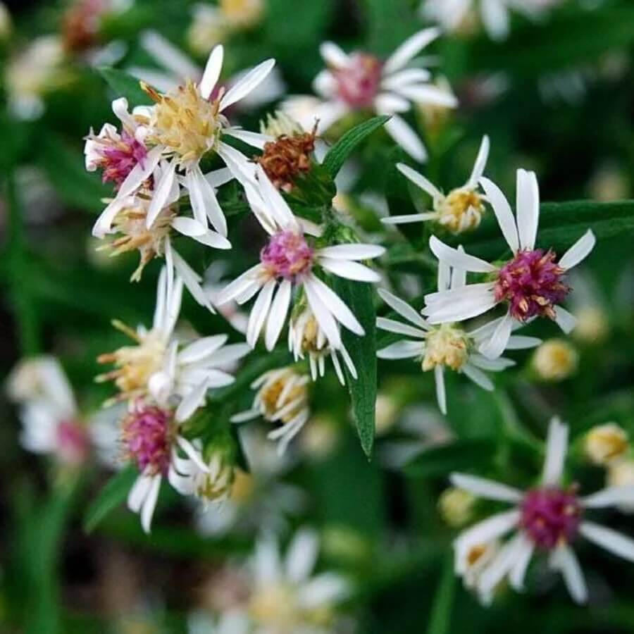 Lady in Black Calico Aster Seeds