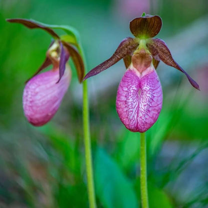 Lady's Slipper Seeds