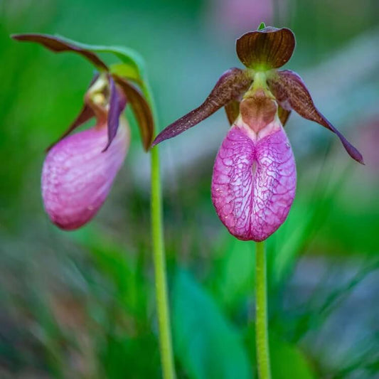 Lady's Slipper Seeds