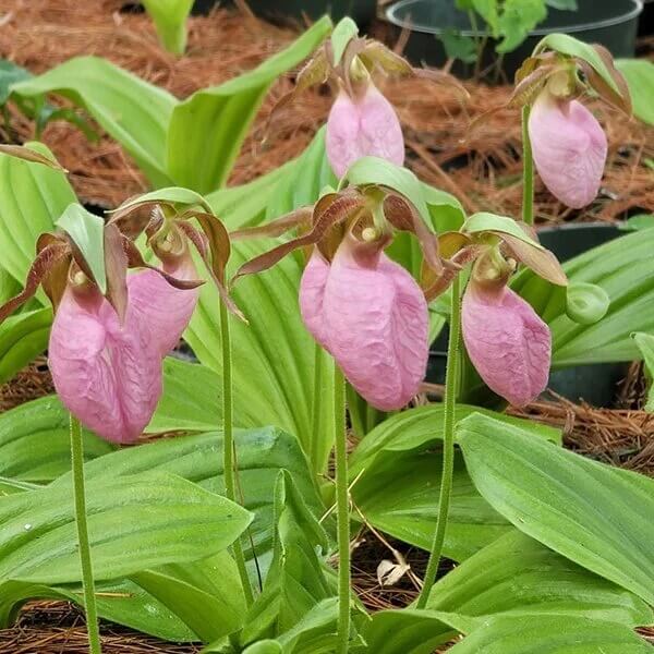 Lady's Slipper Seeds