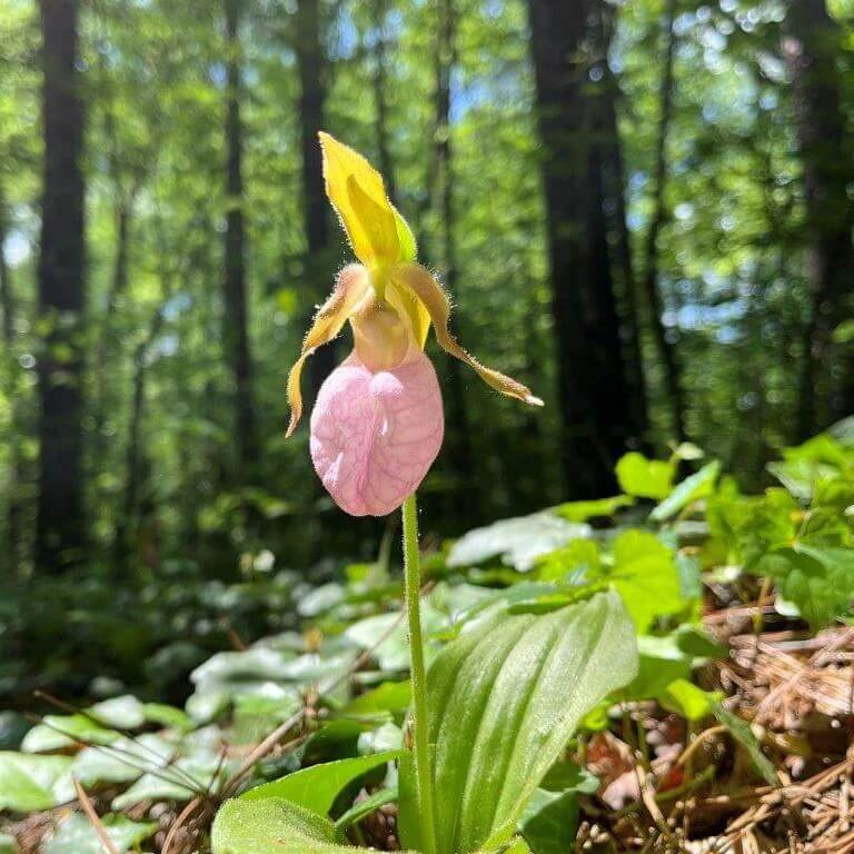 Lady's Slipper Seeds