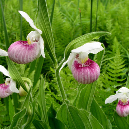 Lady's Slipper Seeds