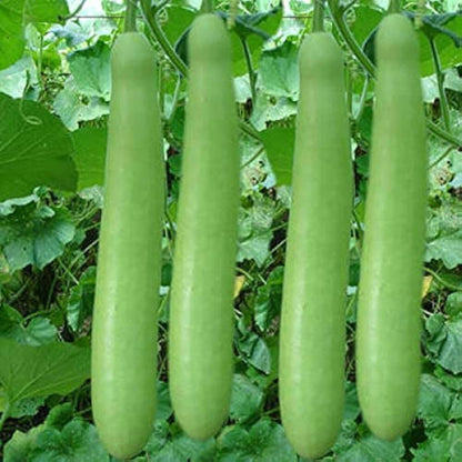 Lagenaria Siceraria Seeds - Vegetable Plant
