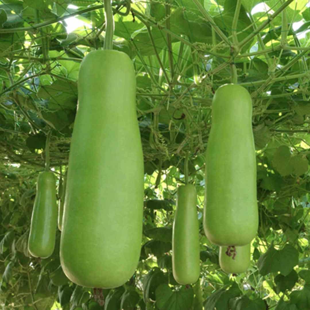 Lagenaria Siceraria Seeds - Vegetable Plant