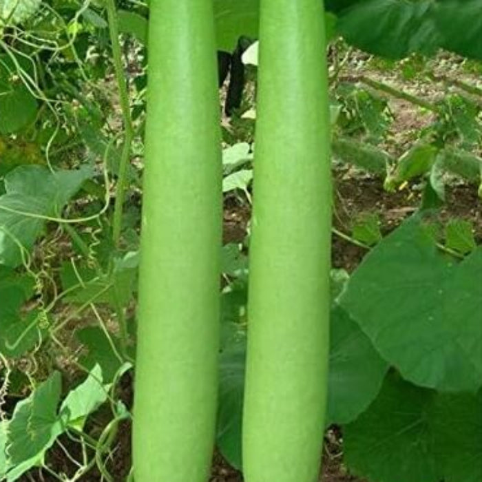 Lagenaria Siceraria Seeds - Vegetable Plant