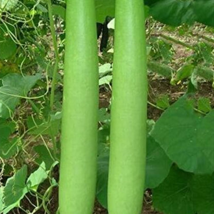 Lagenaria Siceraria Seeds - Vegetable Plant