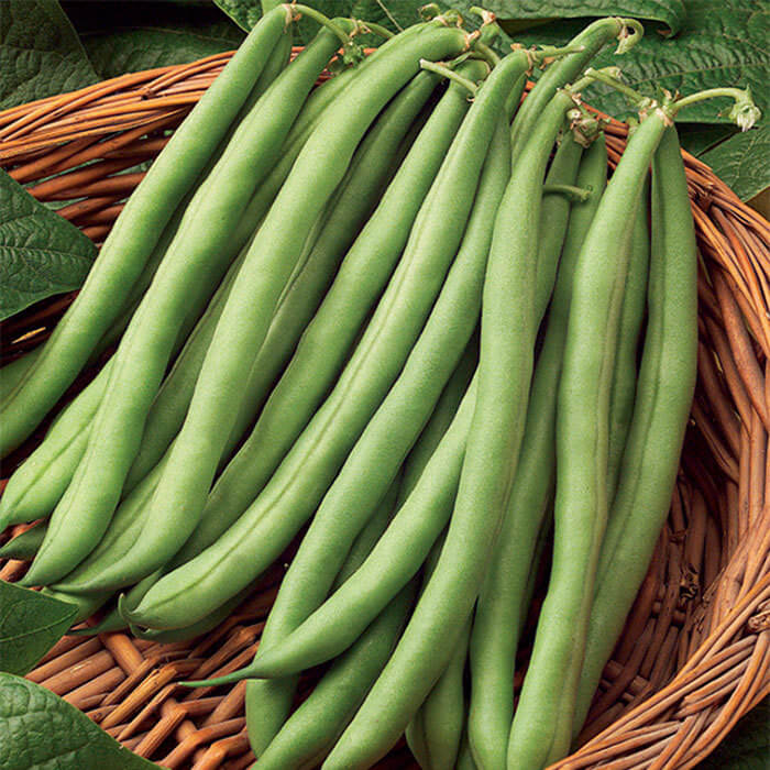 Lake Pole Bean Seeds - Vegetable Plant