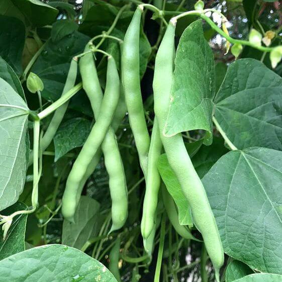 Lake Pole Bean Seeds - Vegetable Plant