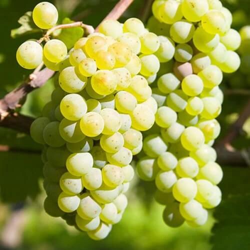 Lakemont Grape Seeds 