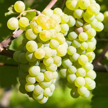 Lakemont Grape Seeds 