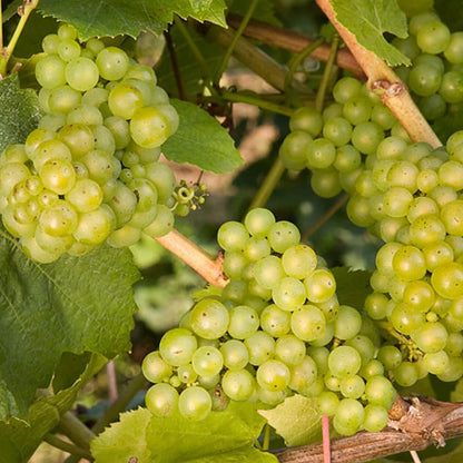 Lakemont Grape Seeds 