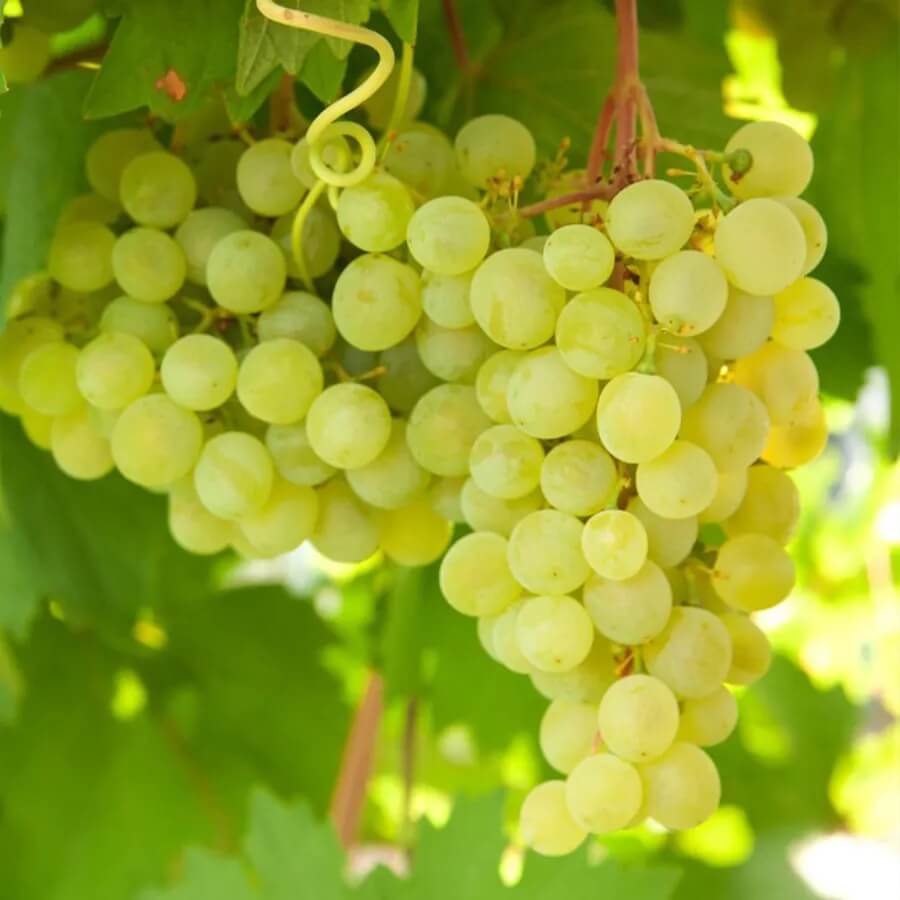 Lakemont Grape Seeds 