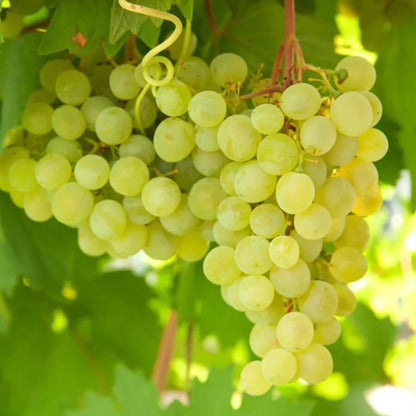 Lakemont Grape Seeds 