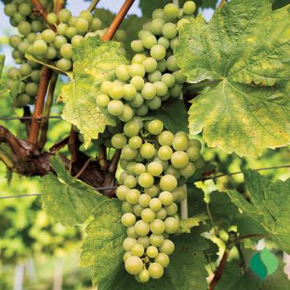 Lakemont Grape Seeds 