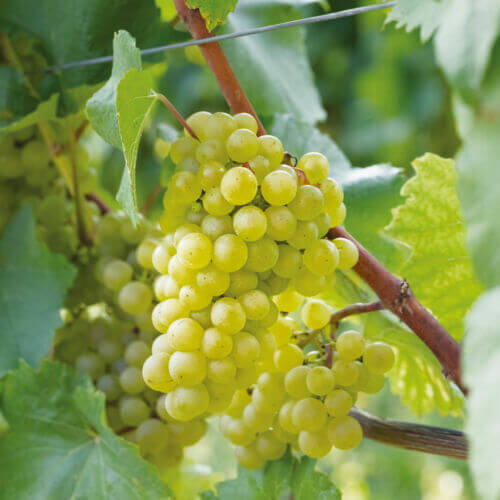 Lakemont Grape Seeds 