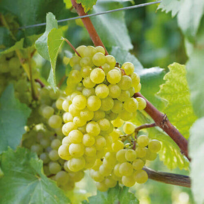 Lakemont Grape Seeds 