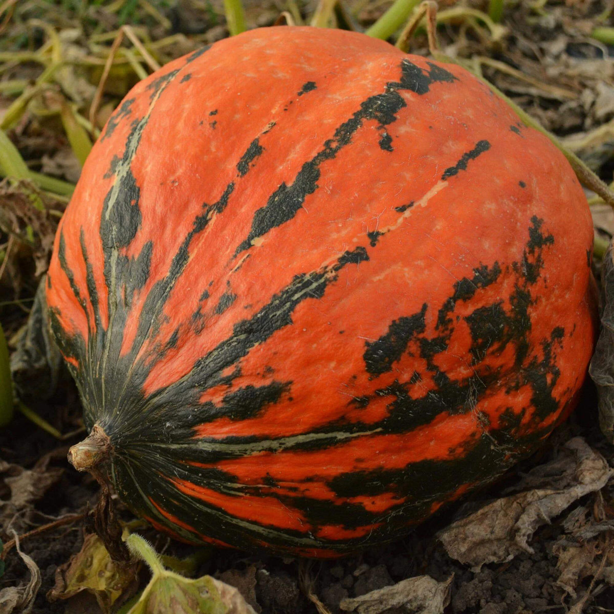Lakota Squash Seeds - Heirloom Vegetable Plant for Home Gardens