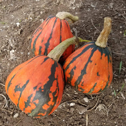 Lakota Squash Seeds - Heirloom Vegetable Plant for Home Gardens