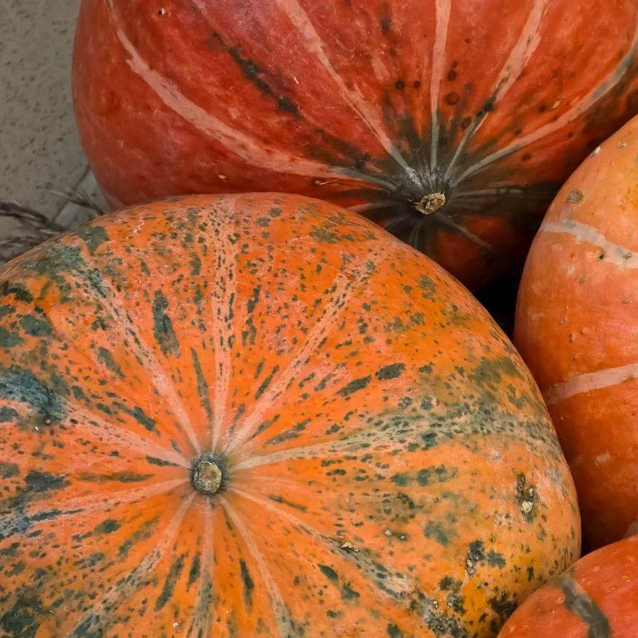 Lakota Squash Seeds - Heirloom Vegetable Plant for Home Gardens
