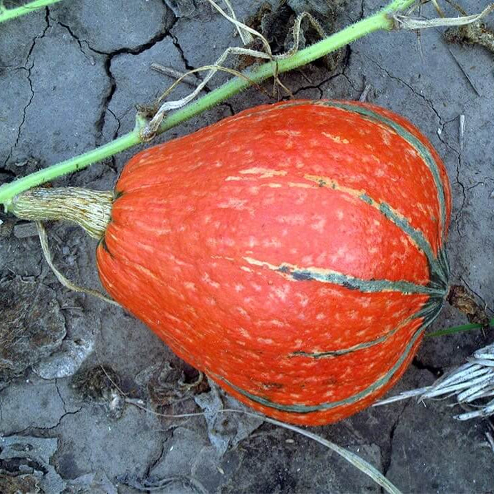 Lakota Squash Seeds - Heirloom Vegetable Plant for Home Gardens