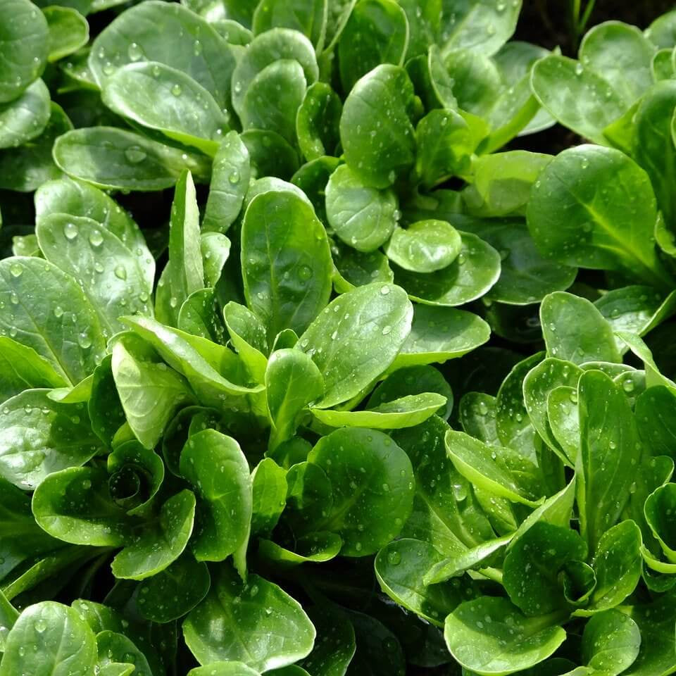 Lamb'S Lettuce Seeds - Heirloom Vegetable Plant for Home Gardens