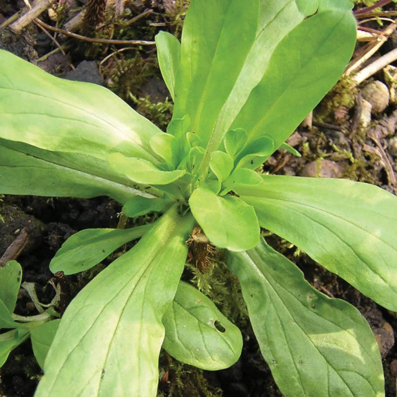 Lamb'S Lettuce Seeds - Heirloom Vegetable Plant for Home Gardens