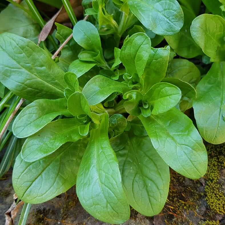 Lamb'S Lettuce Seeds - Heirloom Vegetable Plant for Home Gardens