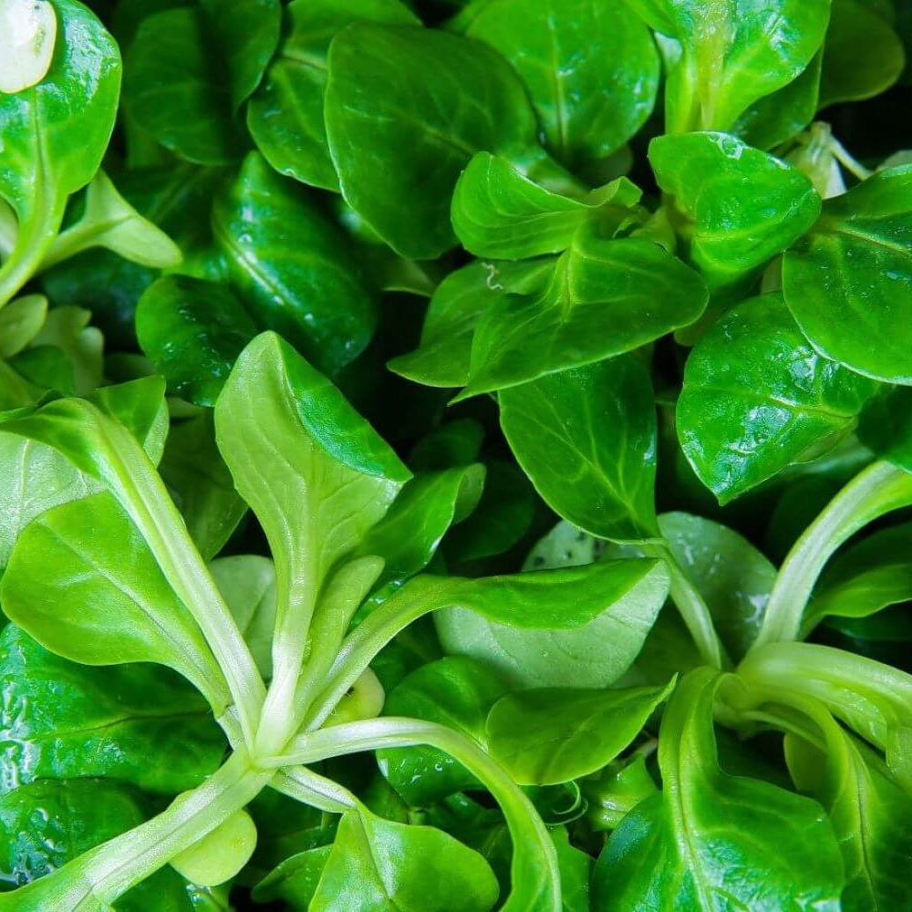 Lamb'S Lettuce Seeds - Heirloom Vegetable Plant for Home Gardens
