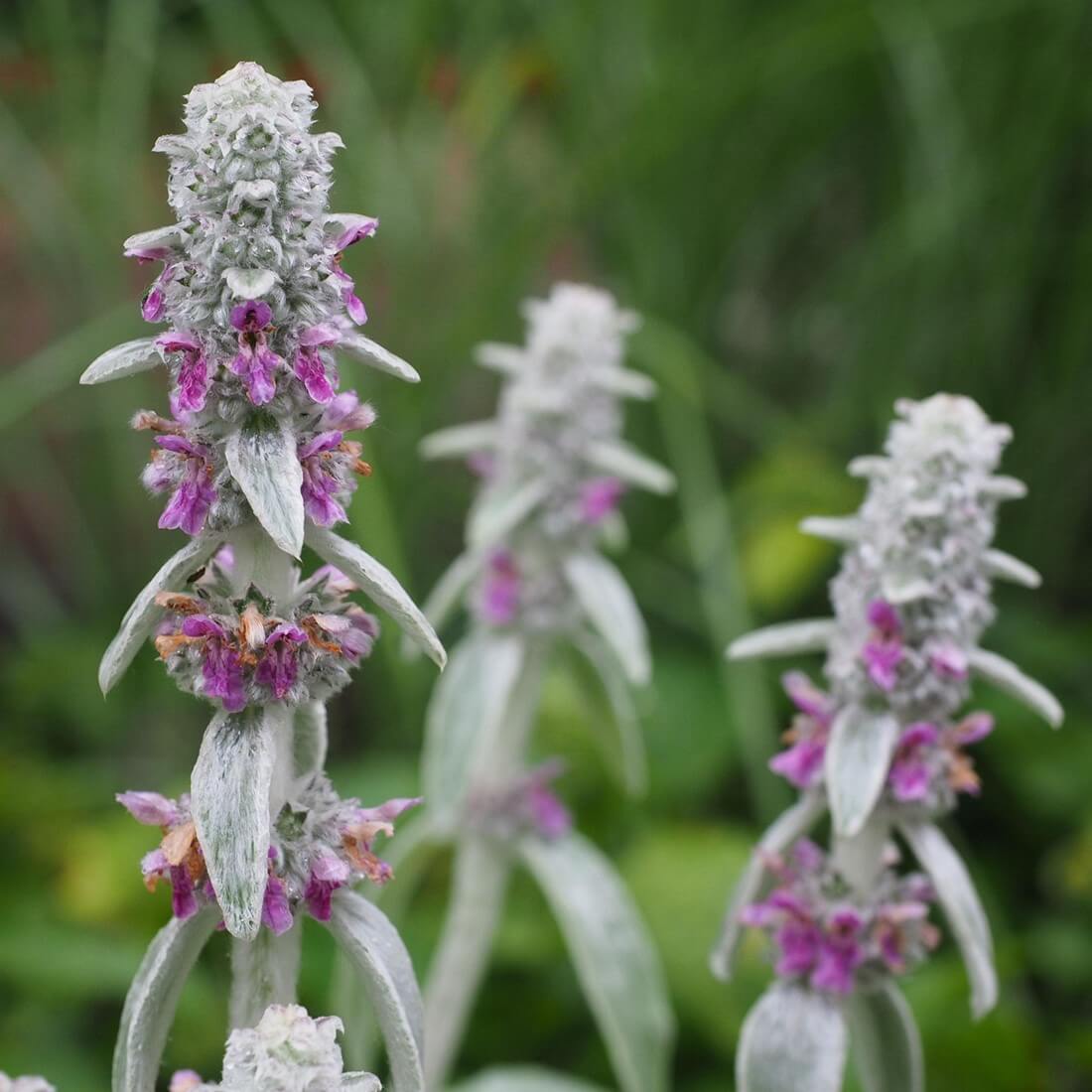 Lamb's Ears Seeds - Flower Plant