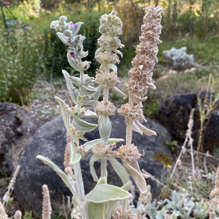 Lamb's Ears Seeds - Flower Plant