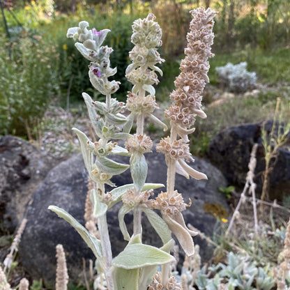 Lamb's Ears Seeds - Flower Plant