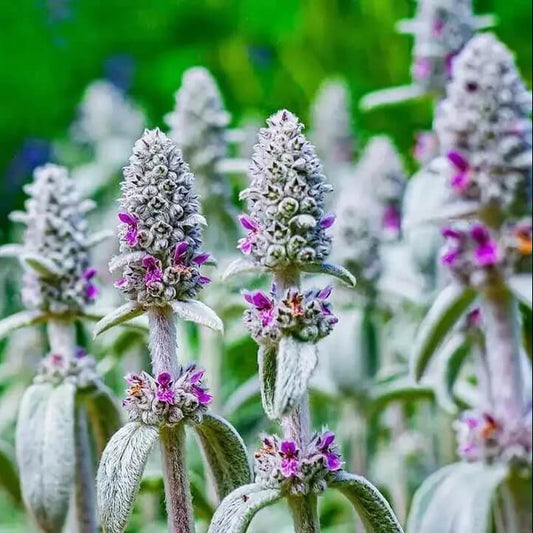 Lamb's Ears Seeds - Flower Plant