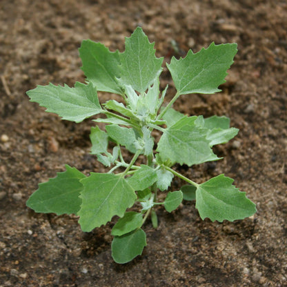Lambs Quarter Seeds