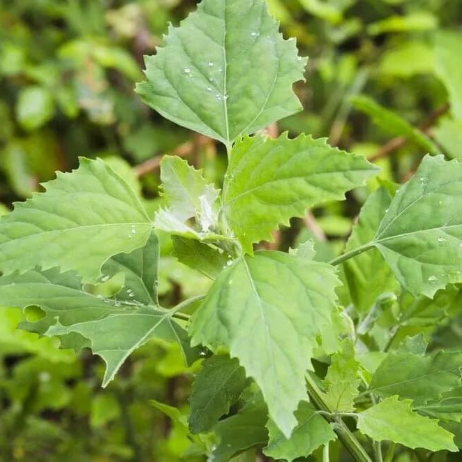 Lambs Quarter Seeds