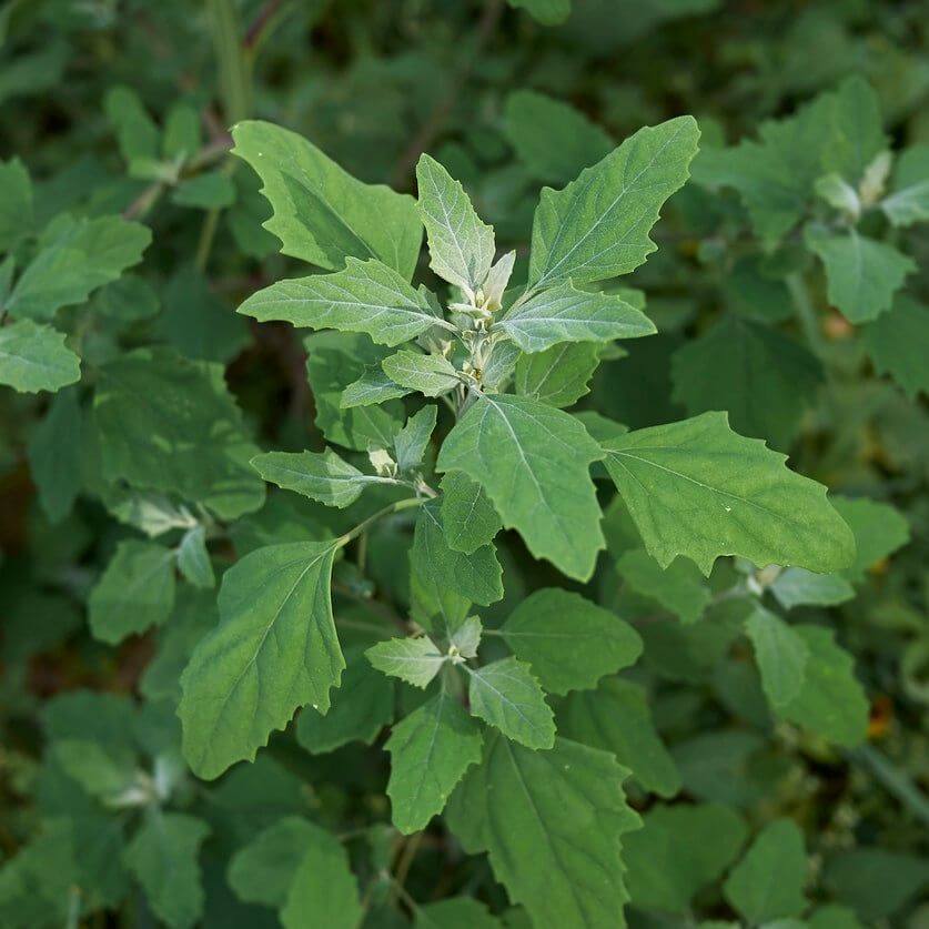 Lambs Quarter Seeds